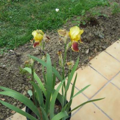 Fleurs