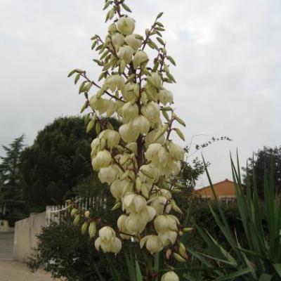 Fleurs