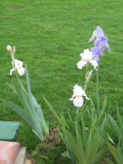 iris.jpg