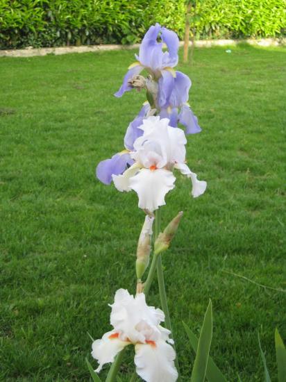 iris2.jpg