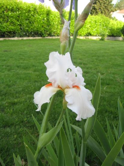iris3.jpg