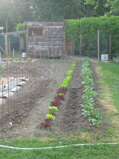 potager-salades-1.jpg